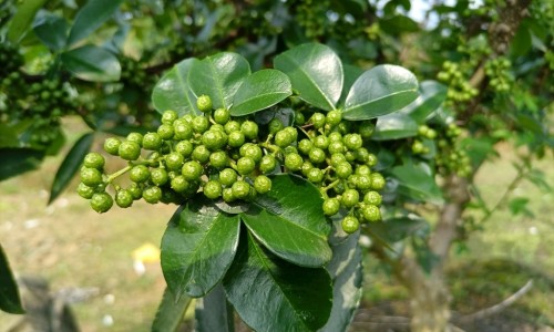 中药砂仁主治功效-专业中药砂仁的功能主治平台-中药砂仁功效