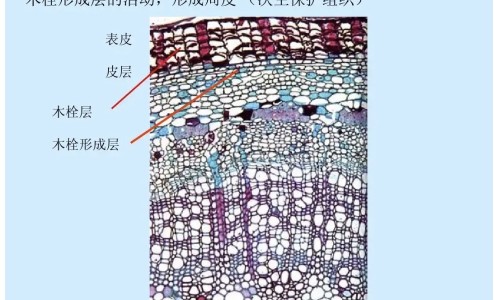 中药砂仁主治功效-专业中药砂仁的功能主治平台-中药砂仁功效