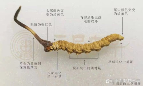 中药砂仁主治功效-专业中药砂仁的功能主治平台-中药砂仁功效